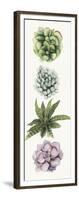 Row of Succulents II-Grace Popp-Framed Art Print
