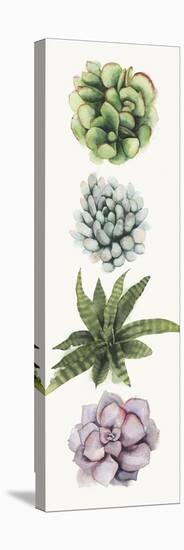 Row of Succulents II-Grace Popp-Stretched Canvas