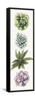 Row of Succulents II-Grace Popp-Framed Stretched Canvas