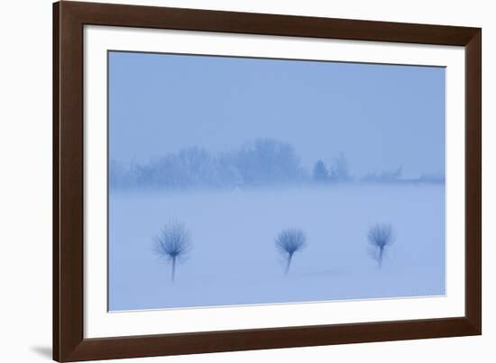 Row of three trees in snow, Groot Schietveld, Wuustwezel, Belgium, January 2010.-Bernard Castelein-Framed Photographic Print