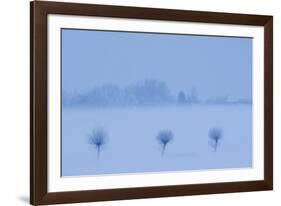 Row of three trees in snow, Groot Schietveld, Wuustwezel, Belgium, January 2010.-Bernard Castelein-Framed Photographic Print