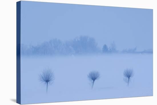 Row of three trees in snow, Groot Schietveld, Wuustwezel, Belgium, January 2010.-Bernard Castelein-Stretched Canvas