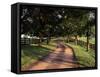 Row of Trees and Country Lane at Dawn, Bluegrass Region, Kentucky, USA-Adam Jones-Framed Stretched Canvas