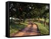 Row of Trees and Country Lane at Dawn, Bluegrass Region, Kentucky, USA-Adam Jones-Framed Stretched Canvas