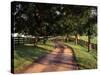 Row of Trees and Country Lane at Dawn, Bluegrass Region, Kentucky, USA-Adam Jones-Stretched Canvas