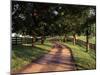 Row of Trees and Country Lane at Dawn, Bluegrass Region, Kentucky, USA-Adam Jones-Mounted Premium Photographic Print