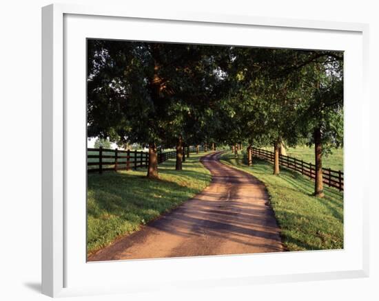 Row of Trees and Country Lane at Dawn, Bluegrass Region, Kentucky, USA-Adam Jones-Framed Photographic Print