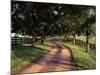 Row of Trees and Country Lane at Dawn, Bluegrass Region, Kentucky, USA-Adam Jones-Mounted Photographic Print