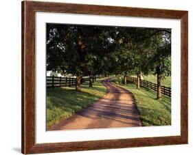 Row of Trees and Country Lane at Dawn, Bluegrass Region, Kentucky, USA-Adam Jones-Framed Photographic Print