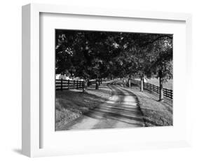 Row of Trees and Country Lane at Dawn, Bluegrass Region, Kentucky, USA-Adam Jones-Framed Photographic Print