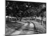 Row of Trees and Country Lane at Dawn, Bluegrass Region, Kentucky, USA-Adam Jones-Mounted Photographic Print