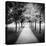 Row of Trees in a Park-Craig Roberts-Stretched Canvas