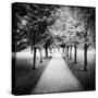 Row of Trees in a Park-Craig Roberts-Stretched Canvas