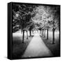 Row of Trees in a Park-Craig Roberts-Framed Stretched Canvas