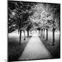 Row of Trees in a Park-Craig Roberts-Mounted Photographic Print