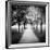 Row of Trees in a Park-Craig Roberts-Framed Photographic Print