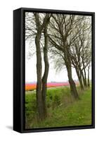 Row of Trees in Front of a Tulip Field-tpzijl-Framed Stretched Canvas