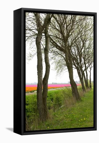 Row of Trees in Front of a Tulip Field-tpzijl-Framed Stretched Canvas