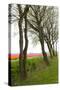 Row of Trees in Front of a Tulip Field-tpzijl-Stretched Canvas