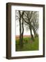 Row of Trees in Front of a Tulip Field-tpzijl-Framed Photographic Print