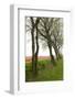 Row of Trees in Front of a Tulip Field-tpzijl-Framed Photographic Print