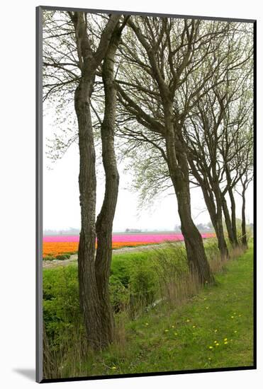 Row of Trees in Front of a Tulip Field-tpzijl-Mounted Photographic Print