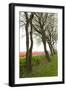 Row of Trees in Front of a Tulip Field-tpzijl-Framed Photographic Print