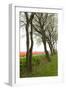 Row of Trees in Front of a Tulip Field-tpzijl-Framed Photographic Print