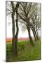 Row of Trees in Front of a Tulip Field-tpzijl-Mounted Photographic Print