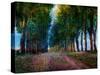 Row of Trees Provence-Chris Vest-Stretched Canvas