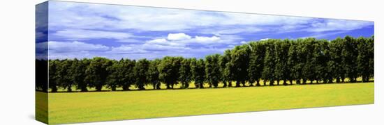 Row of Trees, Uppland, Sweden-null-Stretched Canvas