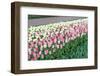 Row of Tulips-hansenn-Framed Photographic Print