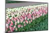 Row of Tulips-hansenn-Mounted Photographic Print