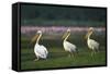 Row of White Pelicans-null-Framed Stretched Canvas
