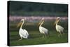 Row of White Pelicans-null-Stretched Canvas