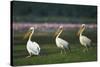 Row of White Pelicans-null-Stretched Canvas