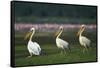 Row of White Pelicans-null-Framed Stretched Canvas