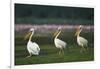 Row of White Pelicans-null-Framed Photographic Print