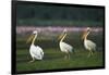 Row of White Pelicans-null-Framed Photographic Print