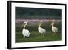 Row of White Pelicans-null-Framed Photographic Print