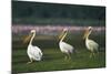 Row of White Pelicans-null-Mounted Photographic Print