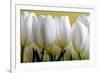 Row Of White Tulips On Yellow-Tom Quartermaine-Framed Giclee Print