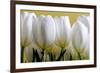 Row Of White Tulips On Yellow-Tom Quartermaine-Framed Giclee Print