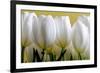 Row Of White Tulips On Yellow-Tom Quartermaine-Framed Giclee Print