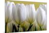 Row Of White Tulips On Yellow-Tom Quartermaine-Mounted Giclee Print