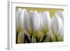 Row Of White Tulips On Yellow-Tom Quartermaine-Framed Giclee Print