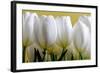 Row Of White Tulips On Yellow-Tom Quartermaine-Framed Giclee Print