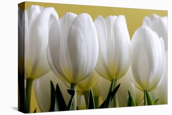 Row Of White Tulips On Yellow-Tom Quartermaine-Stretched Canvas