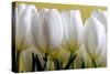 Row Of White Tulips On Yellow-Tom Quartermaine-Stretched Canvas