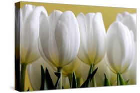 Row Of White Tulips On Yellow-Tom Quartermaine-Stretched Canvas